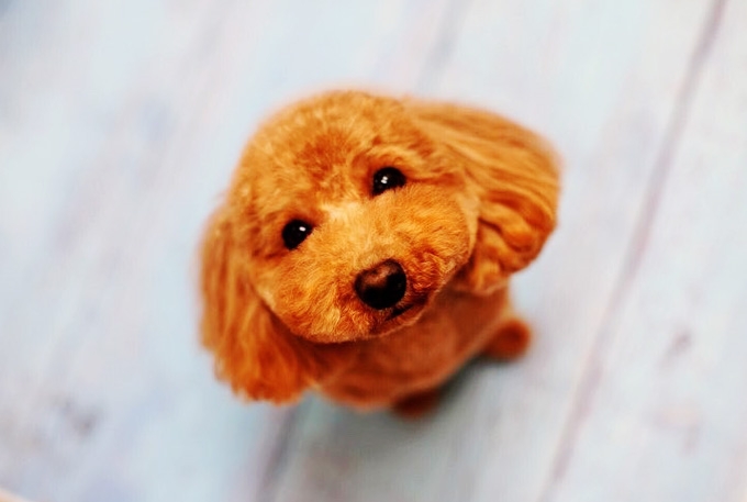 愛犬との思い出や記念を残してみませんか?